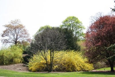 Near the Entrance to the Berrenson Ornamental Connifer Collection