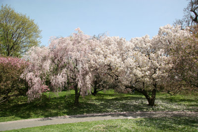 Cherry Tree Collection near the Family Garden