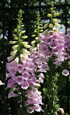 Foxglove at the Main Garden Entrance