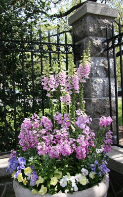 Floral Arrangement at the Pansies at the Main Garden Entrance Gate