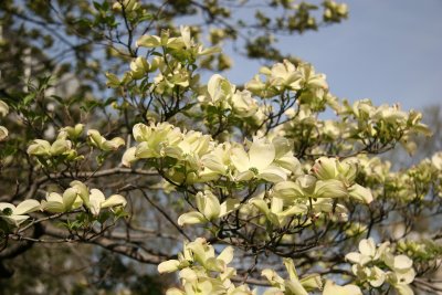 Dogwood Tree Blossoms