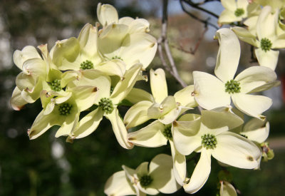 Dogwood Tree Blossoms