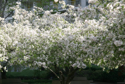 Crab Apple Tree Blossoms