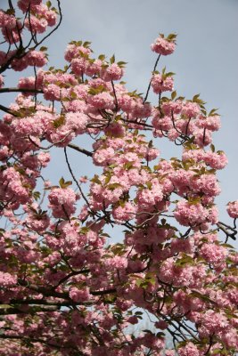 Cherry Tree Blossoms