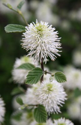 Fothergilla Blossoms