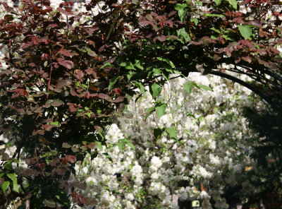 Rose Arbor & Apple Tree Blossoms