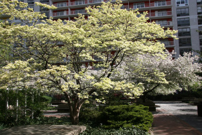 Dogwood & Crab Apple Tree Blossoms