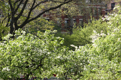 Garden View - Unknown Tree Blossoms