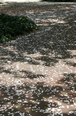 Crab Apple Tree Blossoms on a Garden Path