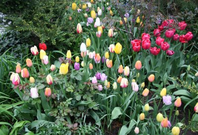 Garden View -Tulips