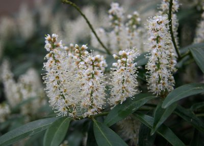 Cherry Laurel in Bloom