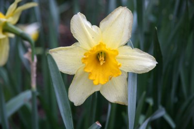 Daffodil Blossom