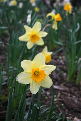 Daffodil Blossoms
