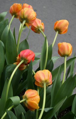 Tulips after April Showers