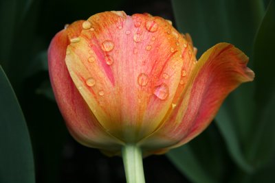 Tulip after April Showers