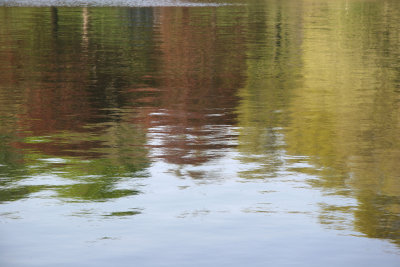 Conservatory Pond Area