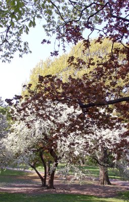 Apple Tree Blossoms & New Maple Tree Foliage - Conservatory Pond Area