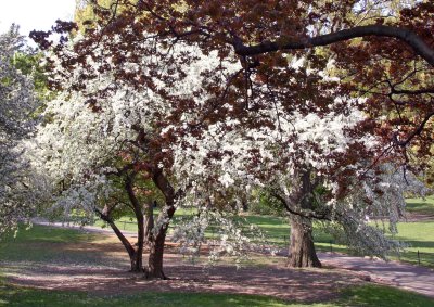 Apple Tree Blossoms & New Maple Tree Foliage - Conservatory Pond Area