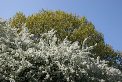Apple Tree Blossoms - Conservatory Pond Area