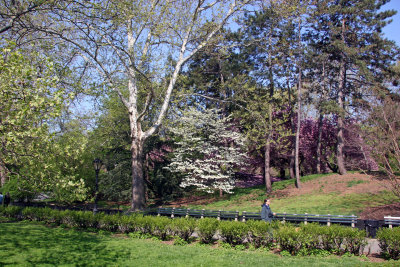 Dogwood - Conservatory Pond Area