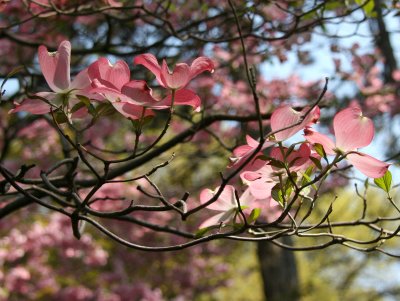 Dogwood - Conservatory Pond Area