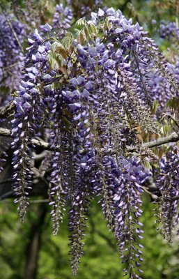 Wisteria behind the Band Shell