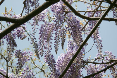 Wisteria behind the Band Shell