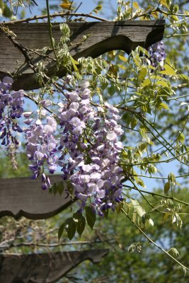 Wisteria behind the Band Shell