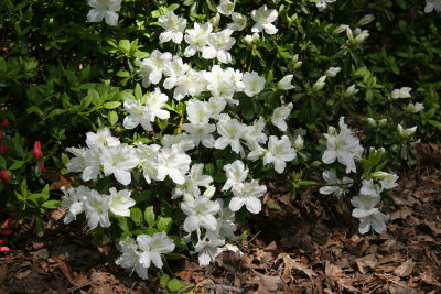 Azalea near Bethesda Fountain