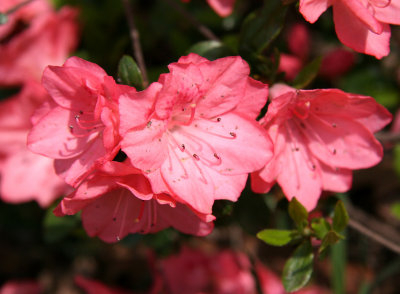 Azalea near Bethesda Fountain