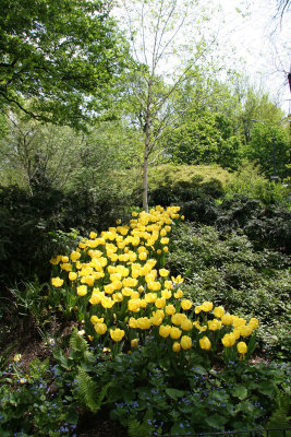 Tulips - Strawberry Fields Area