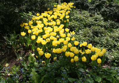 Tulips - Strawberry Fields Area