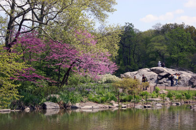 Cercis Tree in Bloom - Westside of the Lakeshore