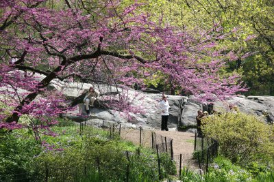 Cercis Tree in Bloom - Westside of the Lakeshore