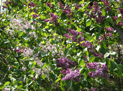 Lilac Blossoms - Westside of the Lakeshore