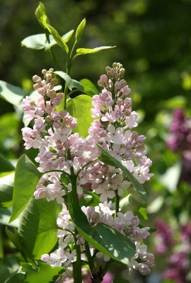 Lilac Blossoms - Westside of the Lakeshore