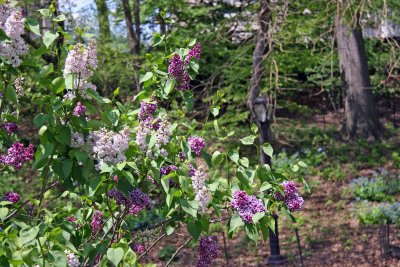 Lilac Blossoms - Westside of the Lakeshore