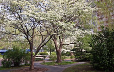 Garden View - Dogwood & Willow Trees