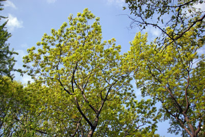 New Oak Tree Foliage in Washington Square Park
