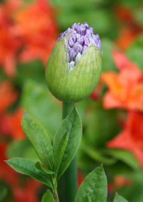 Allium Flower Bud - NYU Admissions Center Garden