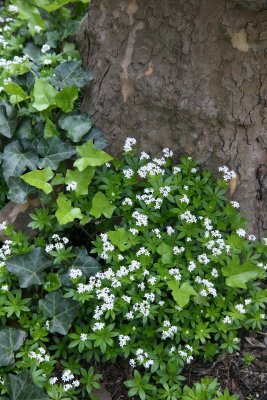 Galium & Ivy at the Base of a Sycamore Tree -NYU Admissions Center Garden