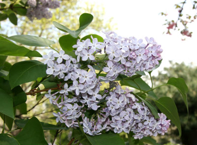 Lilac Blossoms
