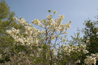 Dogwood & Crab Apple Blossoms near the Dog Runs