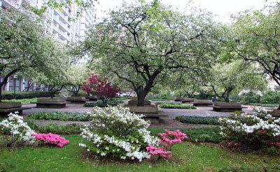 Garden View - Azalea & Crab Apple Trees in Bloom