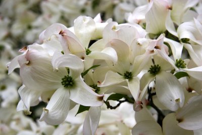 Dogwood Blossoms