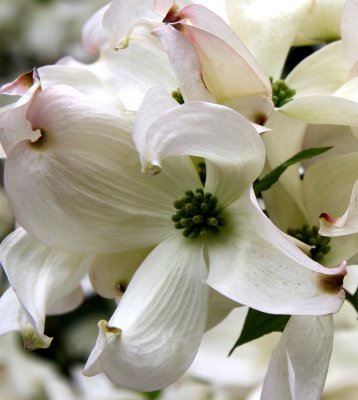 Dogwood Blossoms