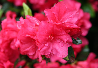 Azaleas