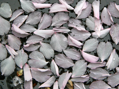 Cherry Blossom Petals in a Puddle of Water