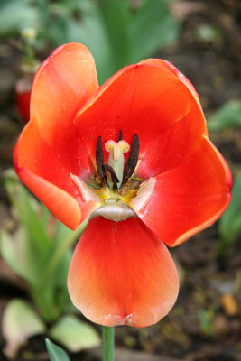 Orange Tulip