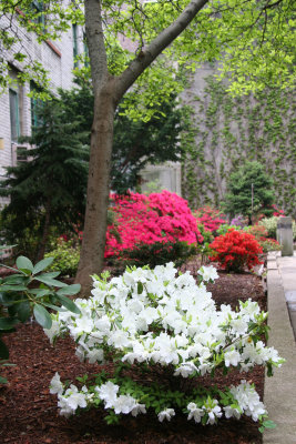 Azalea Garden - NYU Cervantes Courtyard